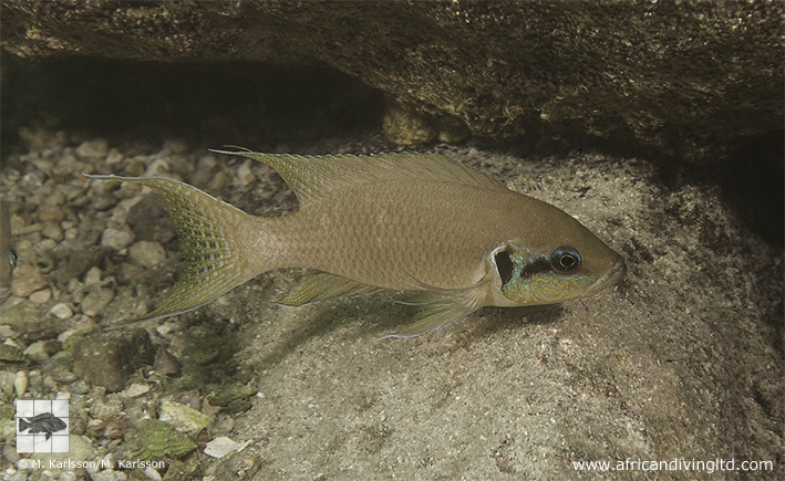 Neolamprologus brichardi 'Maleza Island'